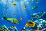 海洋生态保护,实现可持续发展-有效策略解析