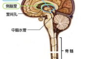 产后髋骨瘦身瑜伽,有效恢复体型-专业指导与练习建议