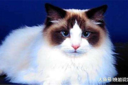猫咪软件下载指南-精选猫咪应用下载点介绍