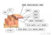 皮肤专家揭秘：科学护肤之道-全面解析皮肤健康秘诀