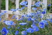 野花种植技巧,打造生态花园-详细种植指南