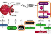 绿茶瘦身效果与科学依据-饮用方法解析