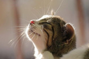 猫咪福利内容优化，提升网站搜索排名-SEO策略解析