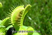 打造满室生香家居环境，自然香氛布局攻略