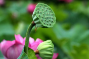 春动莲房,养护要点-确保荷花健康成长解析