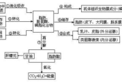 瘦身包，健康减肥新选择-瘦身包使用指南与效果分析