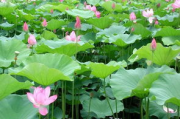 莲花直播，特色功能与优化策略-直播行业新趋势解析