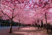 雨宿公交车站第2集樱花：温情与美好的交织