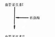 ob蛋白瘦身素,揭秘健康瘦身新策略-减肥原理与实践指南