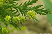 草本植物瘦身,自然减肥良方-草本植物瘦身方法解析