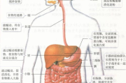 可瘦身食物推荐及营养解析-健康饮食方案