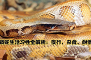 狂蟒之灾4：蟒蛇习性解析与防范策略