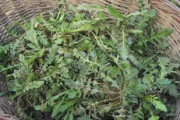 凉拌荠菜,春季美食-家常做法解析