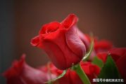 玫瑰花图片,摄影技巧与创意应用-完整攻略