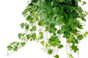 室内植物养护指南-打造绿色生活空间