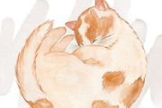 猫so瘦身糖果价格及性价比分析-消费者指南