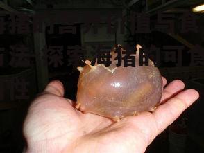 一、海猪的营养价值