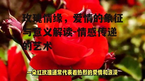 一、玫瑰的起源与象征意义